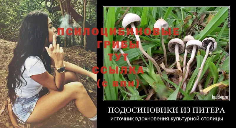 даркнет сайт  Вельск  Псилоцибиновые грибы Psilocybe 